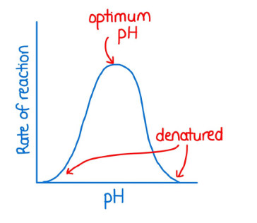 <p>. extremes of pH away from enzyme optimum can result in denaturation</p><p>. enzymes are found in very diverse pH conditions (as they often work over a range of pH values) so they must be suited to perform in these specialist environments (but all enzymes have an optimum pH where their activity rate is fastest) </p><p>—&gt; Pepsin = stomach enzyme and has an optimal working pH of 1.5 which is suited for the very acidic conditions of the stomach</p><p>—&gt; urease = breaks down urea + has an optimal pH of near neutral </p><p></p><p>. Deviating from optimum&nbsp;<span>pH</span>&nbsp;(too high or too low) causes the enzyme’s active site to become denatured and the active site loses its important shape.</p><p>—&gt; It can no longer form enzyme-substrate complexes, leading to a decrease in enzyme activity.</p><p></p>
