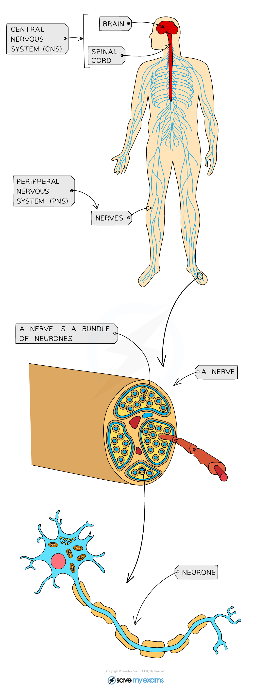 <p>CNS: brain and spinal cord; PNS: nerves outside the brain and spinal cord</p>