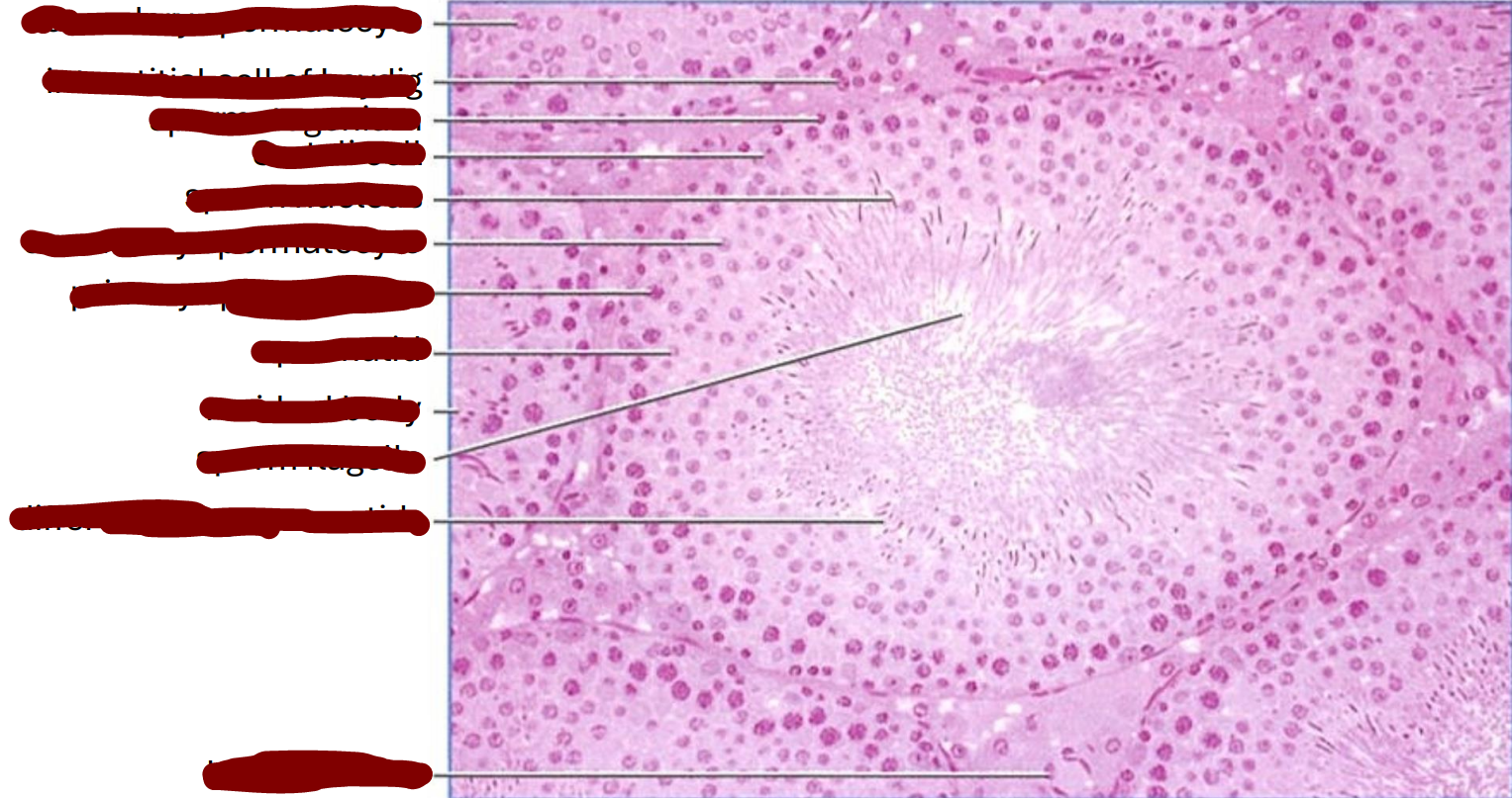 <p>transverse section of a rat seminiferous tubule </p>