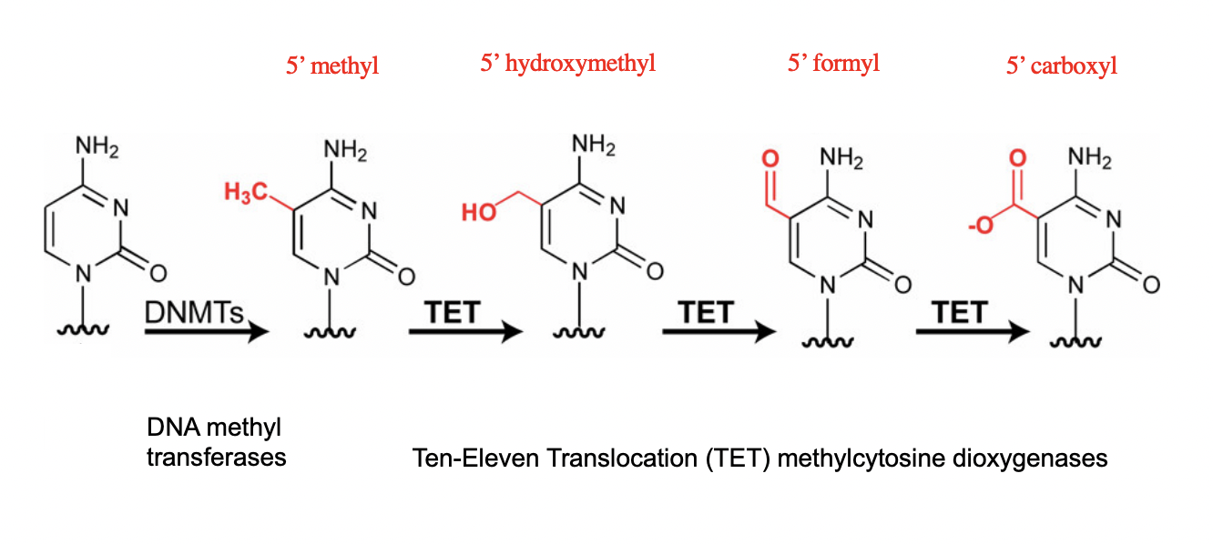 <ol><li><p>meythlation into DNMTs</p></li><li><p>oxygenated into TET</p></li><li><p>coniuted oxygenation</p></li><li><p>becomes more and more bulky</p></li></ol><p></p><p></p>
