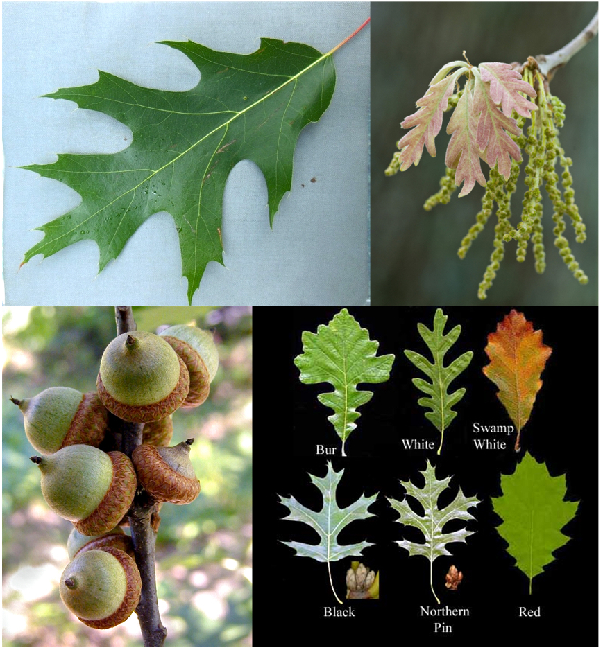 <p>(female nuts, catkin, big lobes on leaves, alternate simple leaves)</p>
