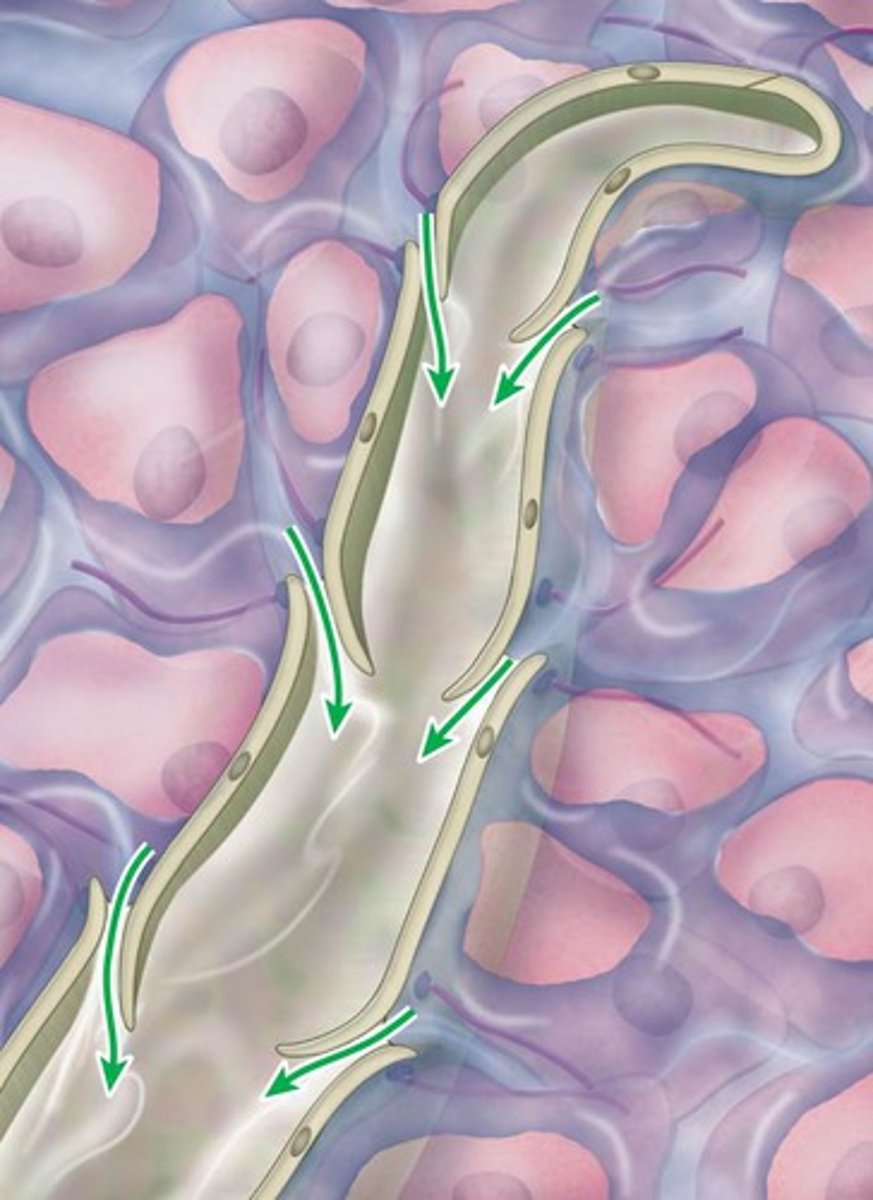 <p>-Returned to the blood through the lymphatic system</p>