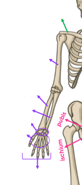 Label the bones of the arms and hands? (include the back)
