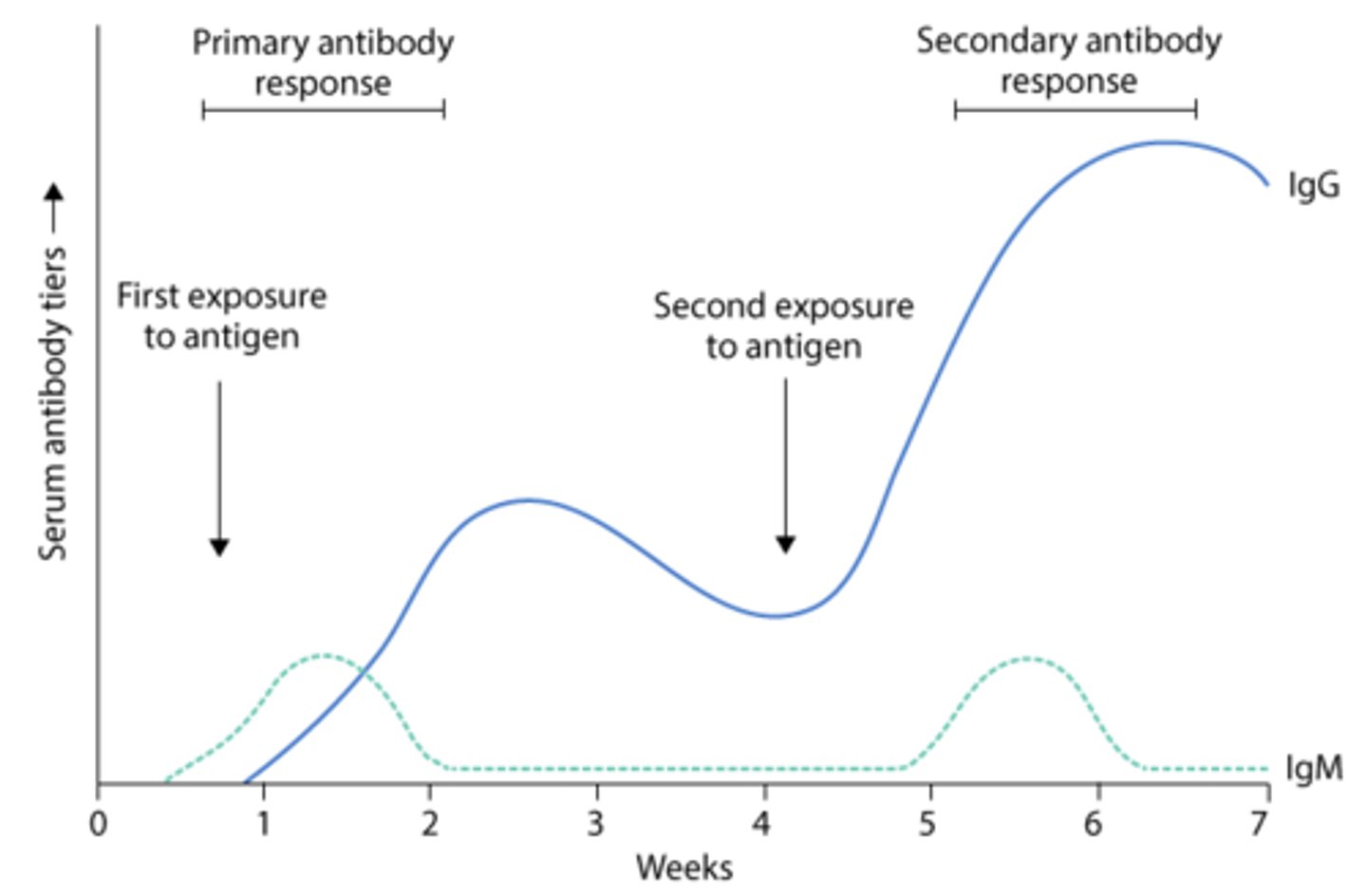 <p>• Primary phase starts with IgM, while secondary phase starts with IgG</p><p>• Difference in primary and secondary response is due to presence of memory B cells in secondary response</p><p>• Antibodies are more rapidly produced in secondary response</p>