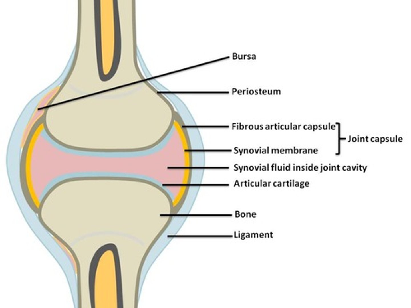 <p>fibrous capsule and synovial membrane</p>