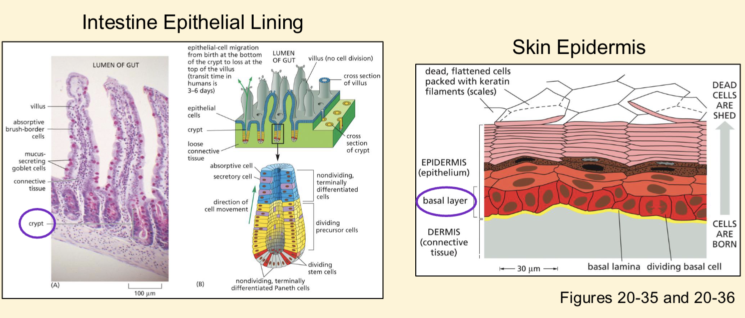 <p>❑ Required to replace dead terminally differentiated cells</p><p>(cell turnover)</p><p>❑ Cells of the intestine epithelium replaced every 3-6 days</p>