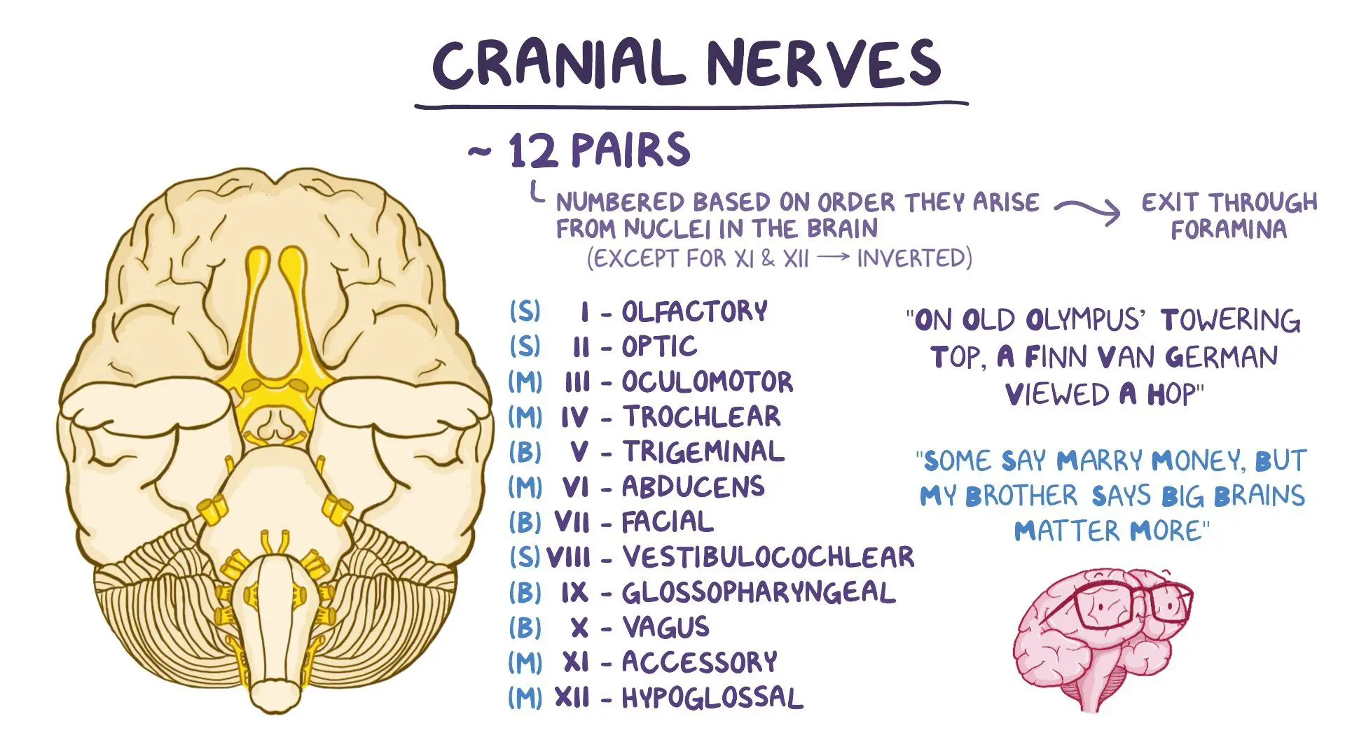<p>Innervates the muscles of the head, face, and neck; connects the muscles and structures of the head, face, and neck to the CNS </p><ul><li><p>12 paired nerves </p></li><li><p>all either motor, sensory, or mixed motor-sensory </p></li></ul>