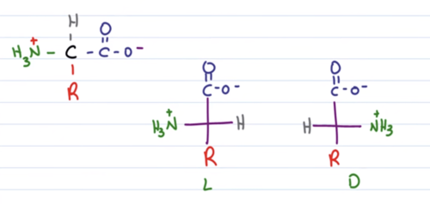 <p>C-atomet i aminosyren har et chiralt center, da det er bundet til 4 forskellige atomer/atomgrupper. Hvis aminogruppen sidder til venstre for COO i fischerprojektionen er det L-form, og hvis aminogruppen sidder til højre for COO er det D-form</p>