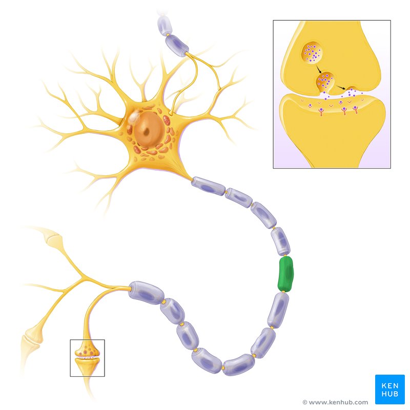 knowt flashcard image