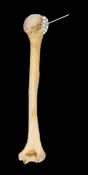 <p>Humerus, posterior view, right side</p>