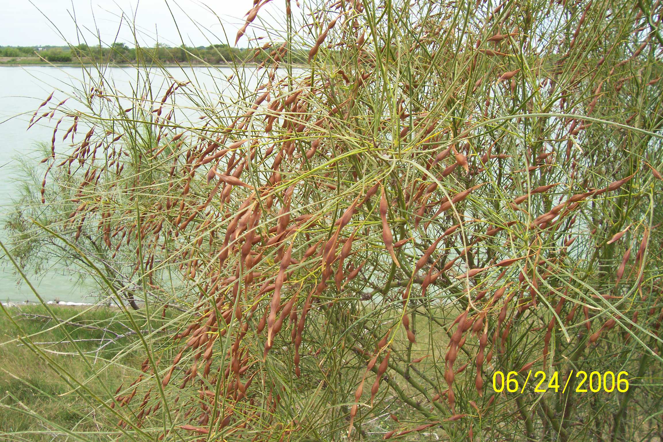 <p>Parkinsonia aculeata<br>(Legume)</p>