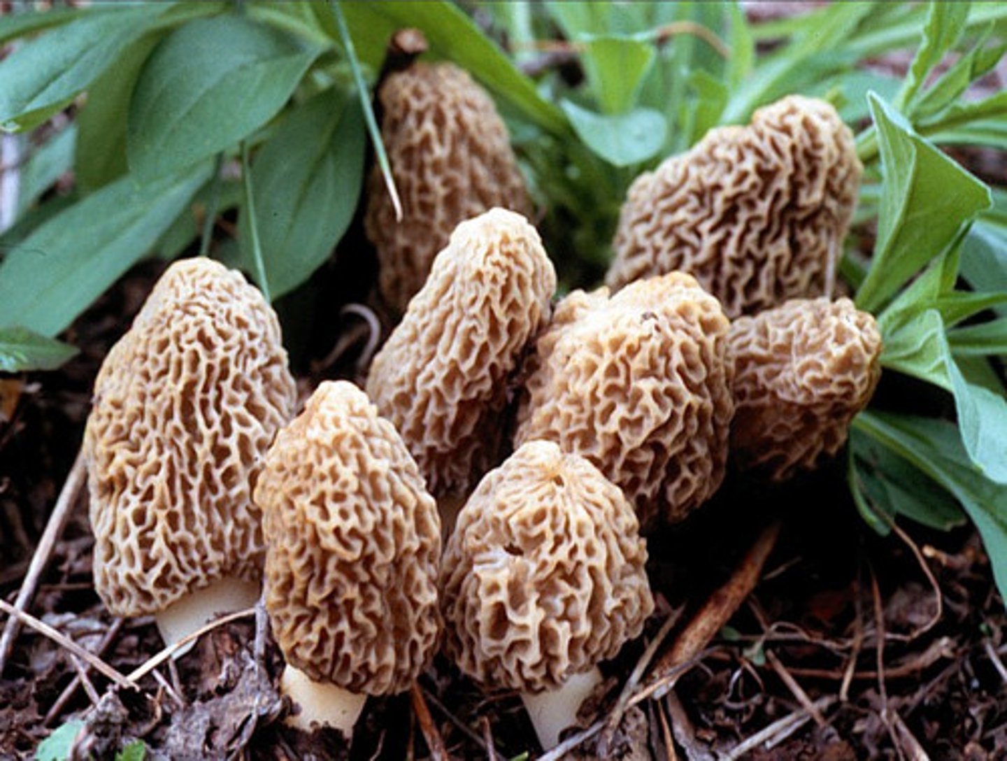 <p>A widely distributed edible fungus that has a brown oval or pointed fruiting body with an irregular honeycombed surface bearing the spores.</p>