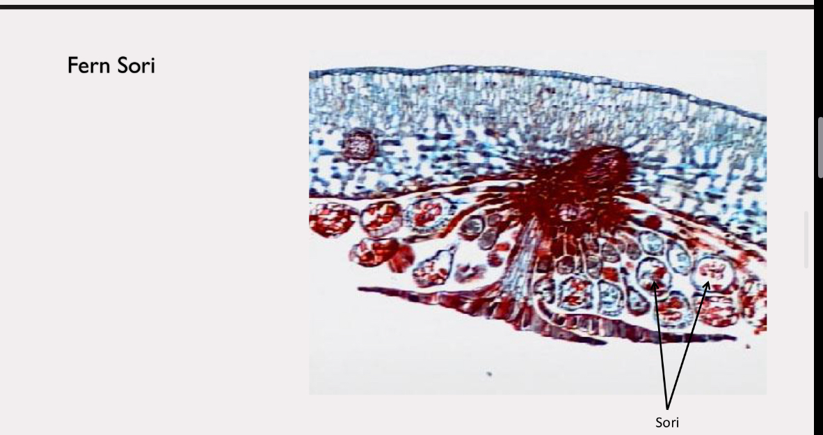 <p>lower tracheophytes</p>