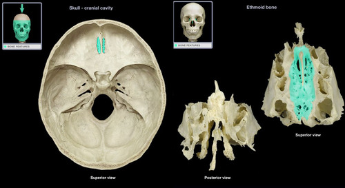 <p>Bony plates lateral to the crista galli through which olfactory fibers (cranial nerve I) pass to the brain from the nasal mucosa through the cribriform foramina</p>