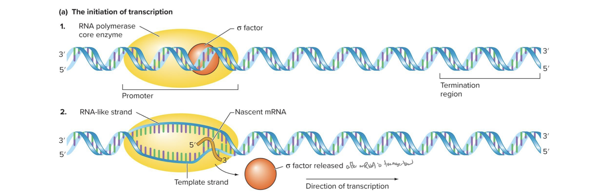 <ul><li><p>rna pol binds to promoter sequence</p><ul><li><p>sigma factors bind to rna pol to form the <strong>holoenzyme</strong></p></li></ul></li><li><p>region of dna is unwound to form an <strong>open promoter complex</strong></p></li><li><p>unwinding lets phosphodiester bonds form btwn first 2 ribonucleotides </p><ul><li><p>no primer needed</p><ul><li><p>only template, can start new rna molecule from scratch</p></li></ul></li></ul></li></ul><p></p>