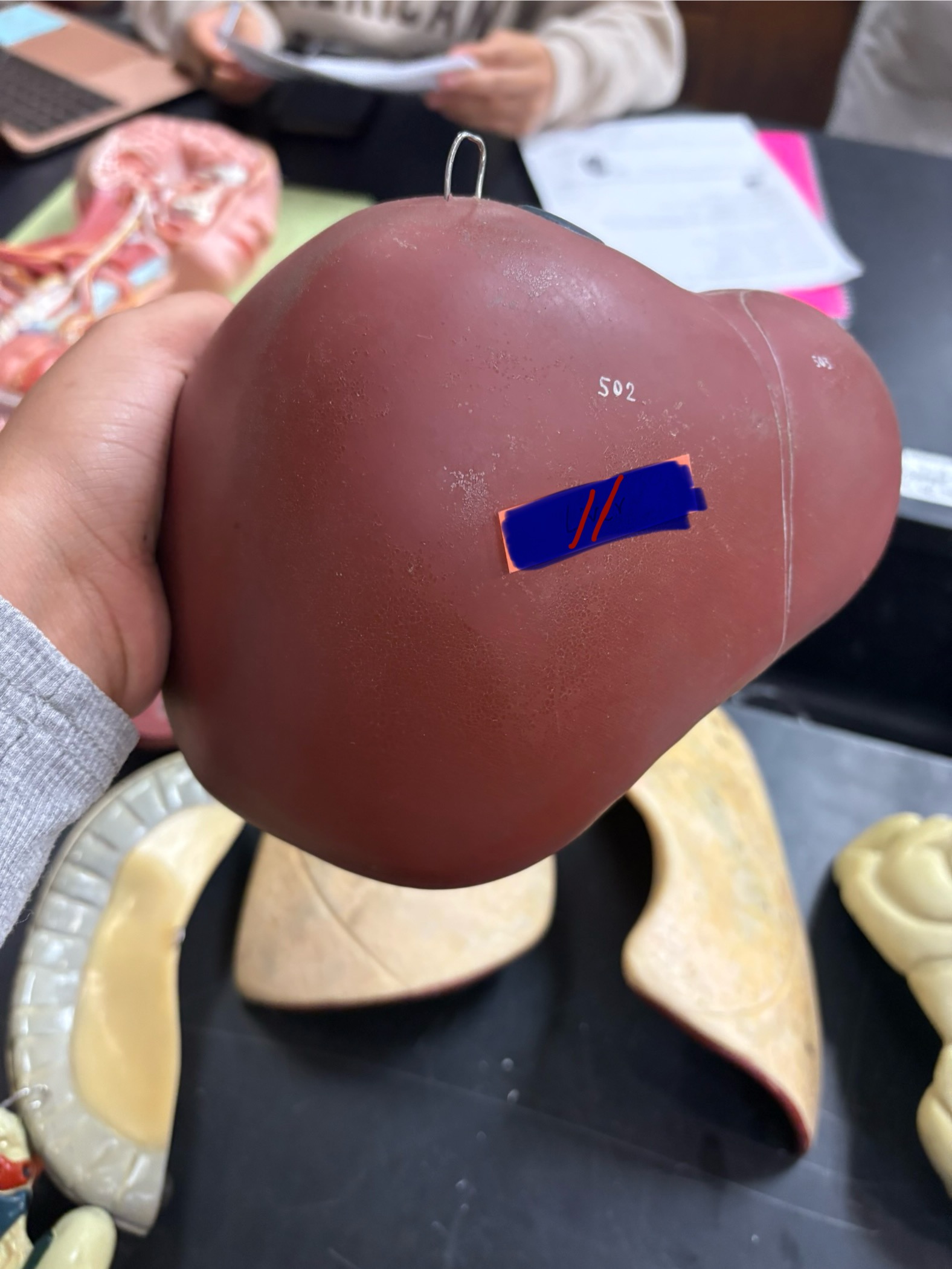 <p>What is the organ for number 11? And what organ system is it apart of?</p>