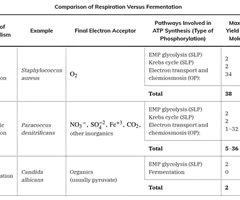 <p>A metabolic process that requires oxygen to produce ATP.</p>