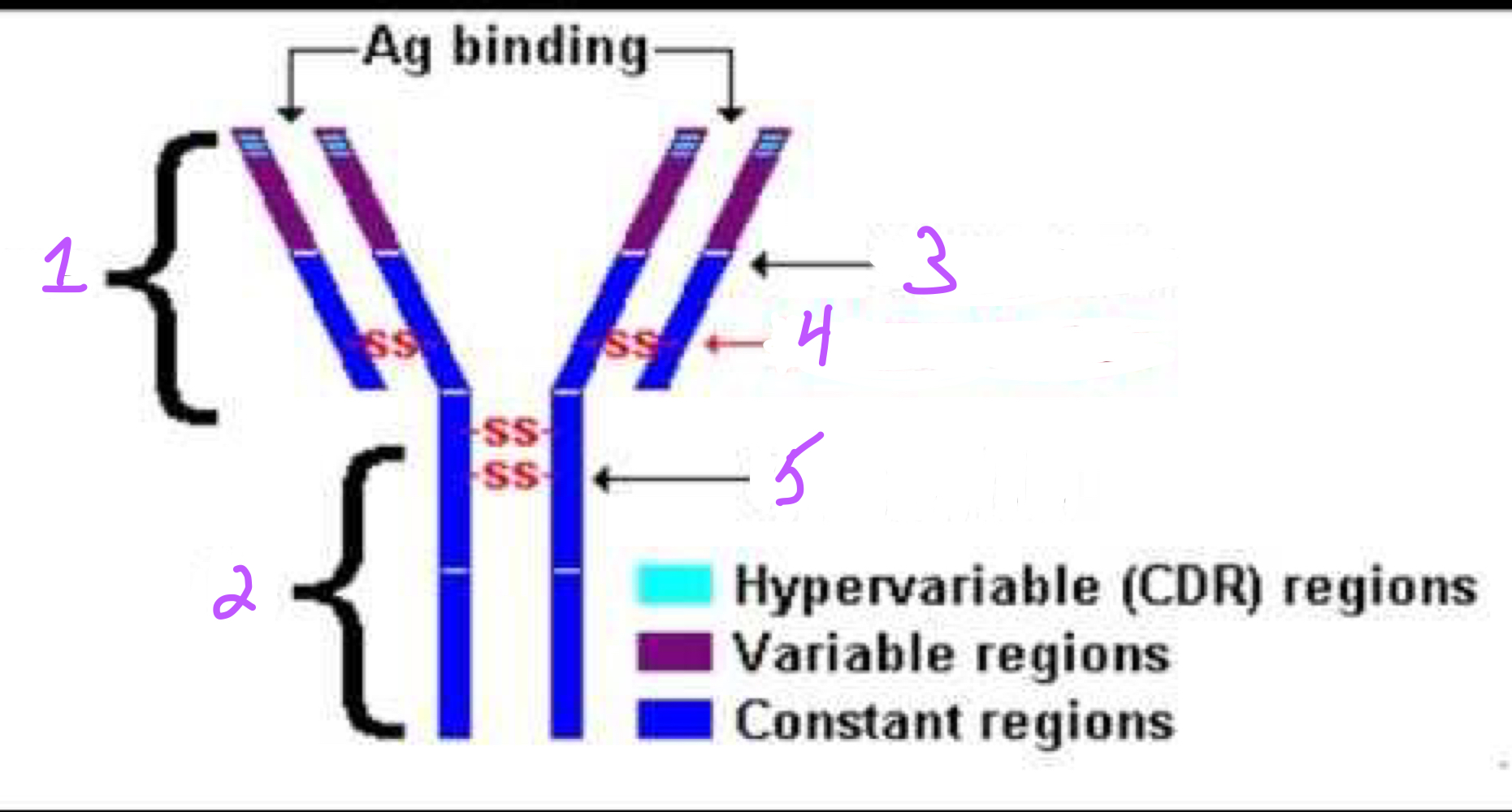 <p>Identify regions 1-5 in the image of the antibody structure.</p>