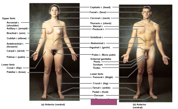<p>Based on this anterior view, what is this region?</p>