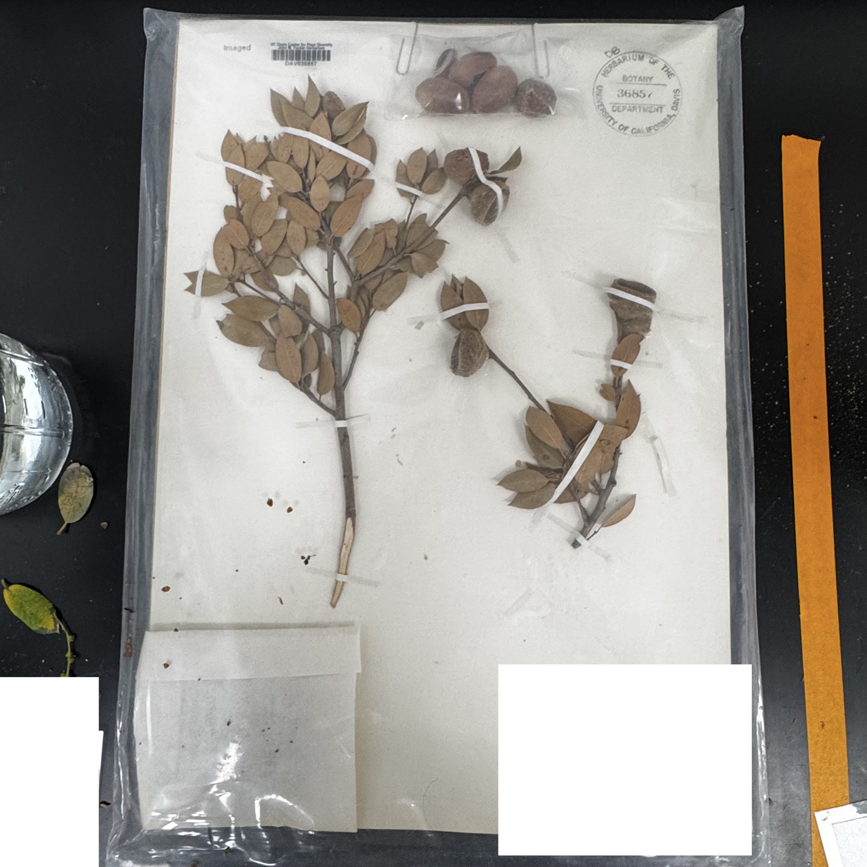 <p>What order, family, and genus?</p>