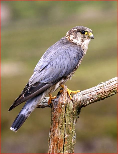 Gray wings, messy chest/belly, dark tail with thin bands. Males and females similar.
