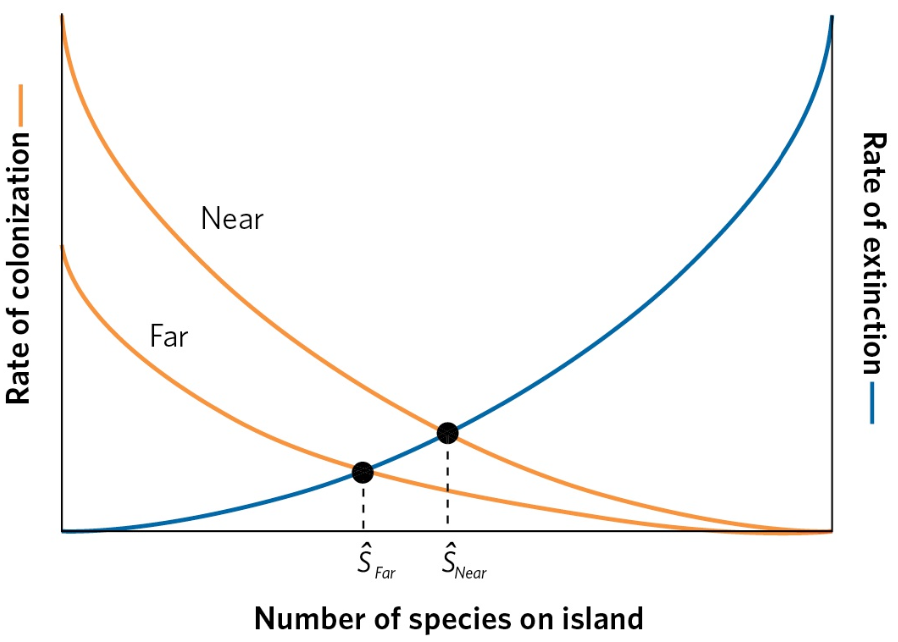 <p>effects of island isolation on the equilibrium number of species</p>