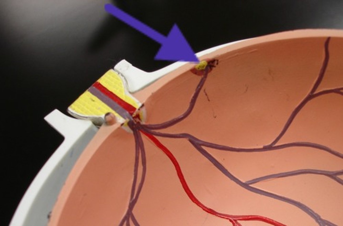 <p>central depressed part of macula lute; the area of highest visual acuity</p>