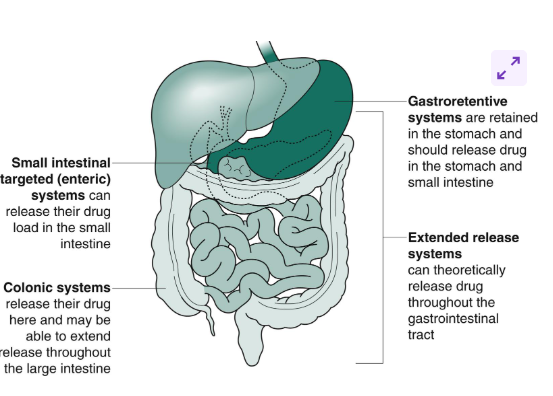 <p><span><span>Extended-release systems which are retained in the stomach are known as gastroretentive systems.</span></span></p>