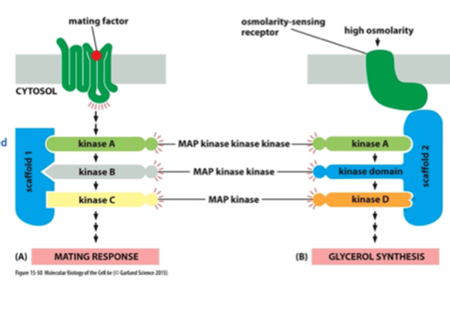 <p>organize groups of intracellular signaling molecules into signaling complexes</p><p>improve the efficiency of a signaling cascade by holding all the participating enzymes in close proximity</p>