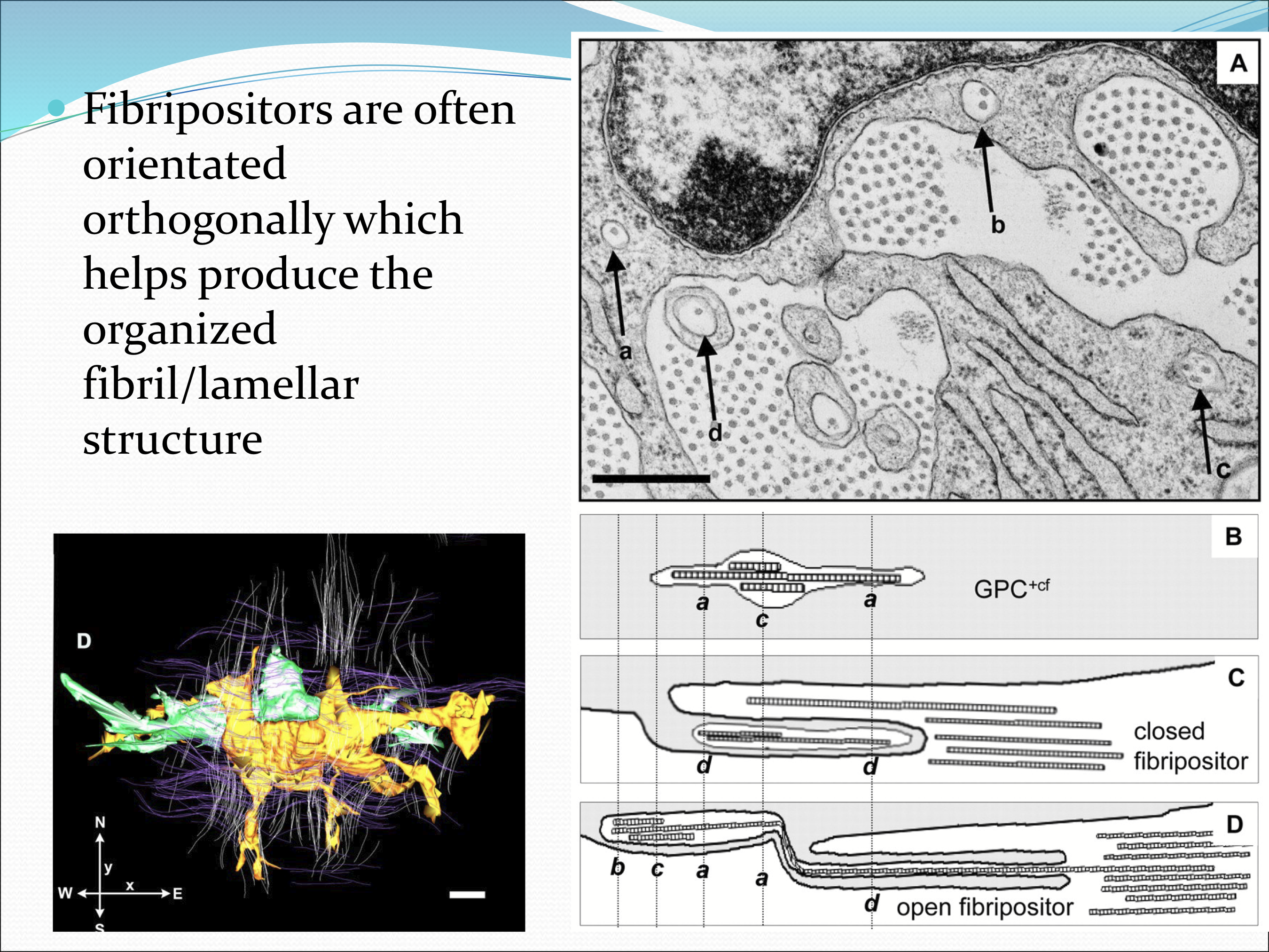 <p>The are orthogonal to help produce the organized fibril/lamellar structure </p>