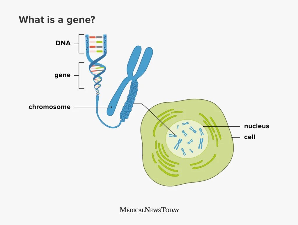 <p><span style="background-color: transparent;">located on chromosomes, specific segments of DNA (or a sequence of nucleotides) that contain hereditary information for building functional RNA’s</span></p>