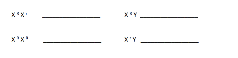 <p><span>In fruit flies, eye color is a sex linked trait. Red (XR) is dominant to white (Xr)</span><br><span>a. What are the sexes and eye colors of flies with the following genotype</span></p>