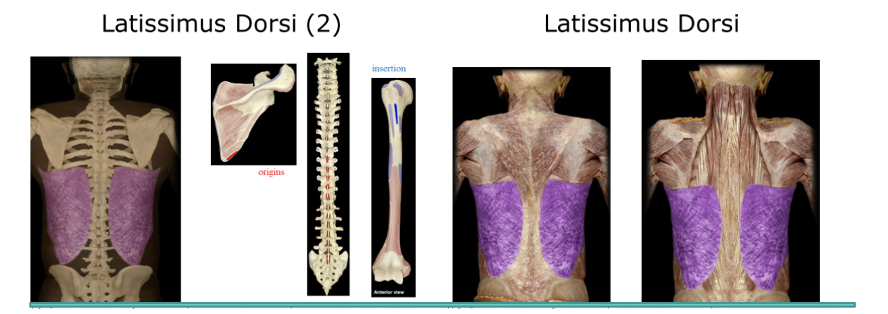 <p>The 2 large muscles on the posterior of the back, the wings. Attached to the humorous and backbone, contraction mainly extends the arm, but also adducts the upper arm.</p>