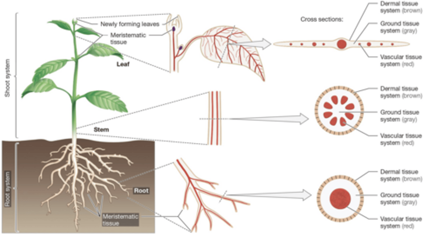<p>Vascular Tissue Arrangement</p>