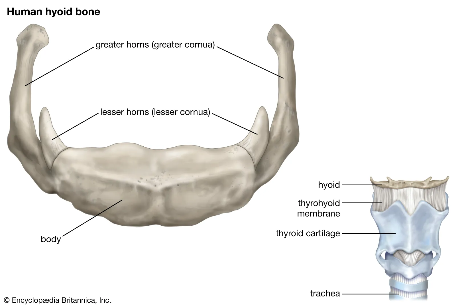 <p>a u-shaped bone in the neck located at the base of the mandible and above the larynx; not connected to any other bones — suspended by muscles and ligament and serves as a crucial anchor for muscles involved in speaking, swallowing, breathing and keeping the airway open.</p>