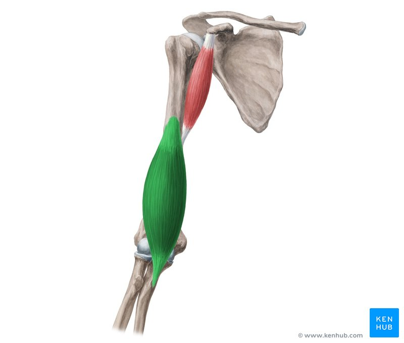 <p>flexes arm</p>