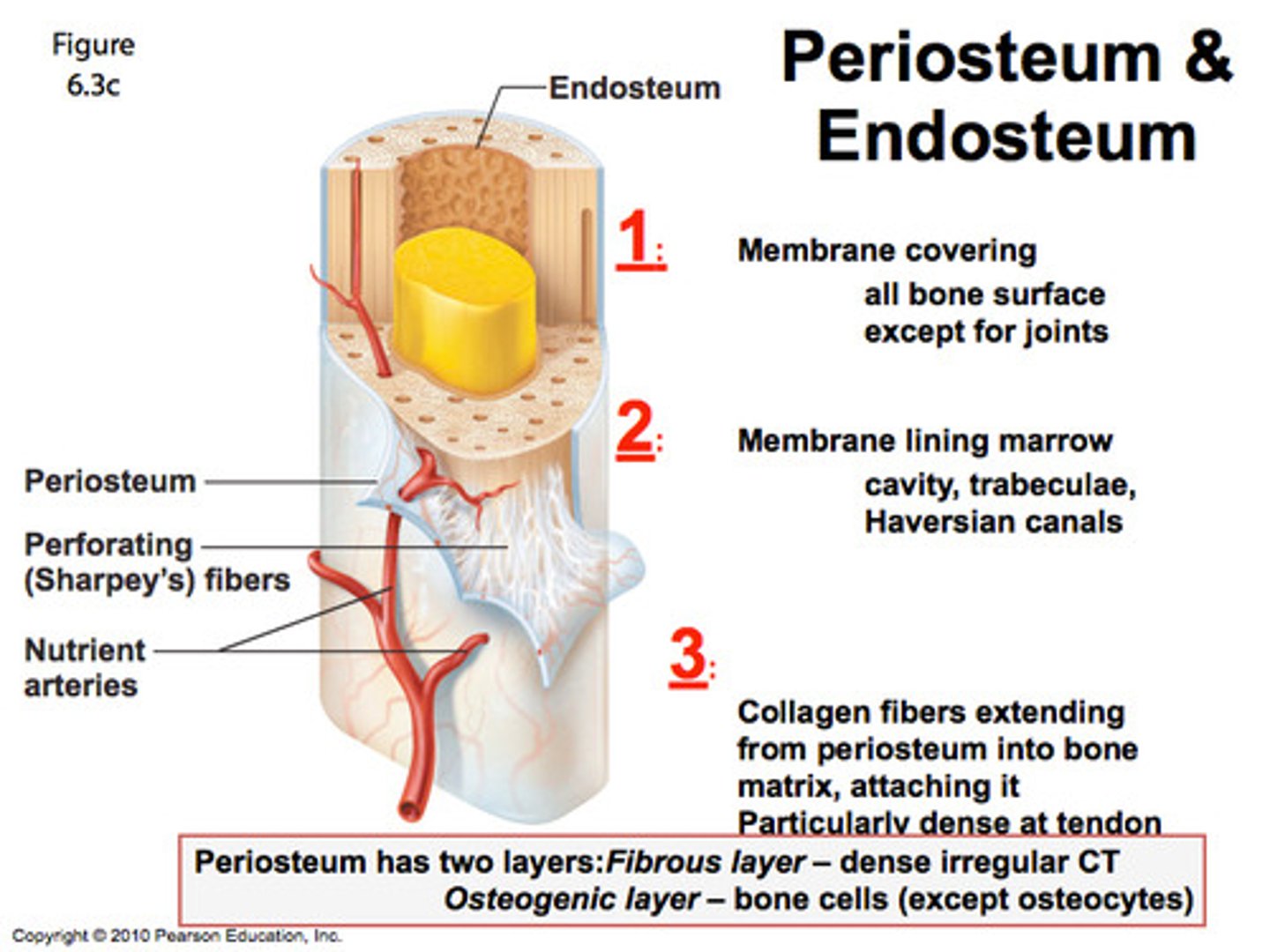 <p>sheath covering the bone</p>