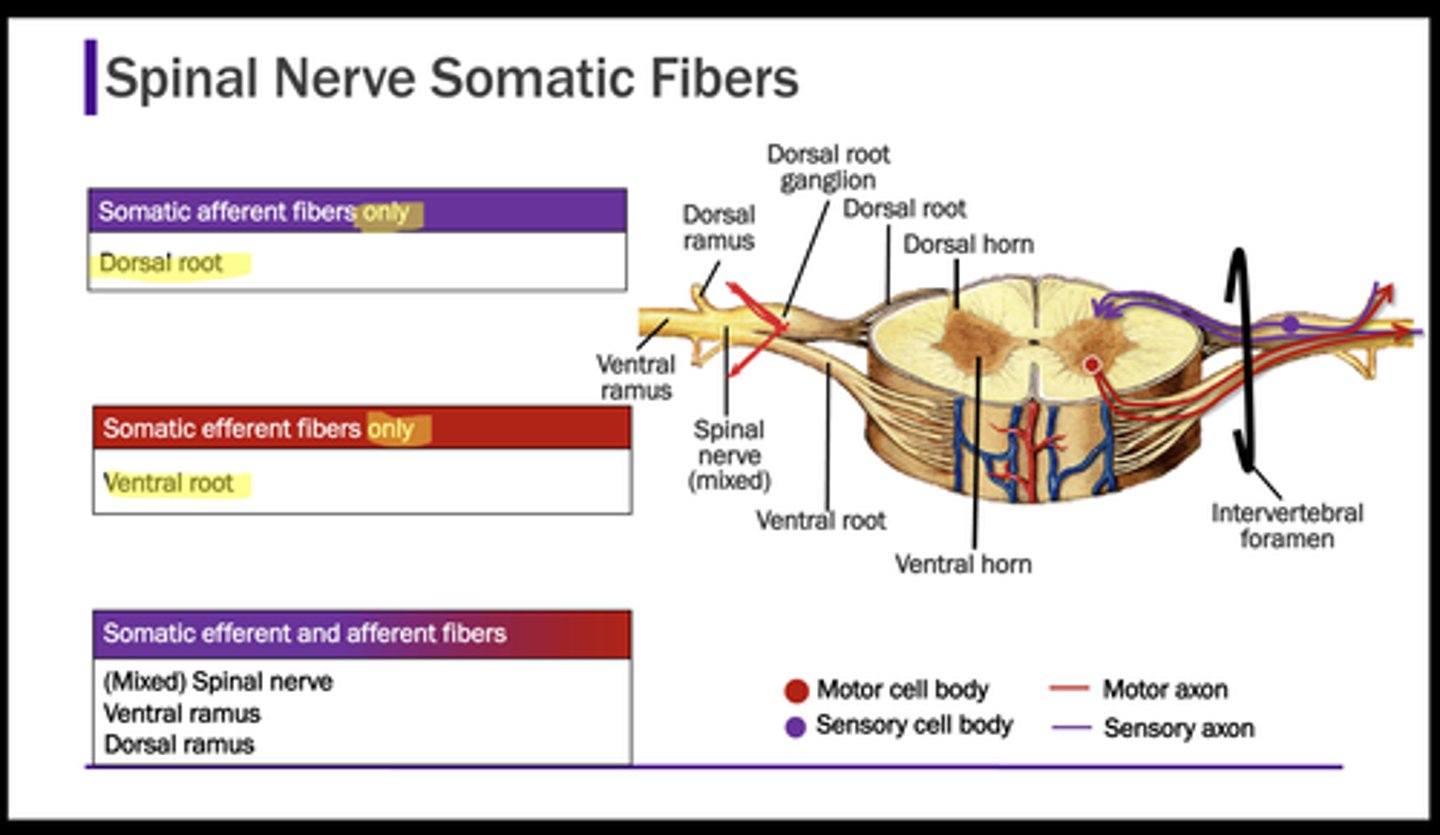 <p>Contain sensory (afferent) fibers from sensory neurons in dorsal root ganglia and conduct impulses from peripheral receptors.</p>