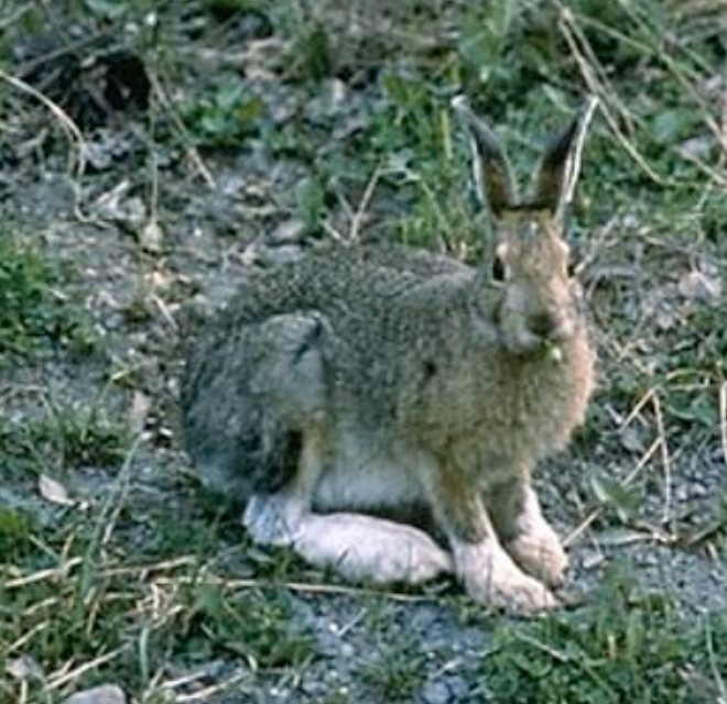 Snowshoe hare
