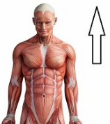 <p>Towards the head or upper part of a structure.</p>