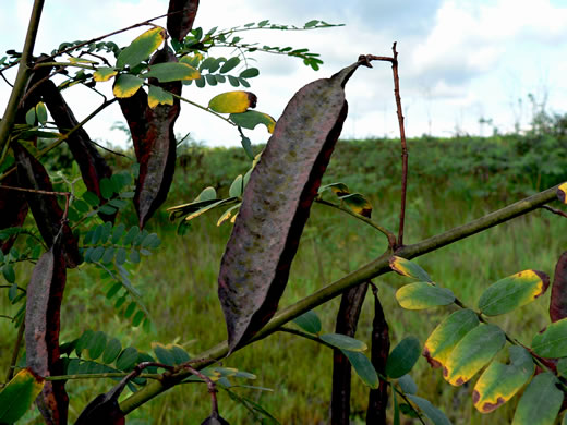 <p>Rattlebox (Invasive)</p>