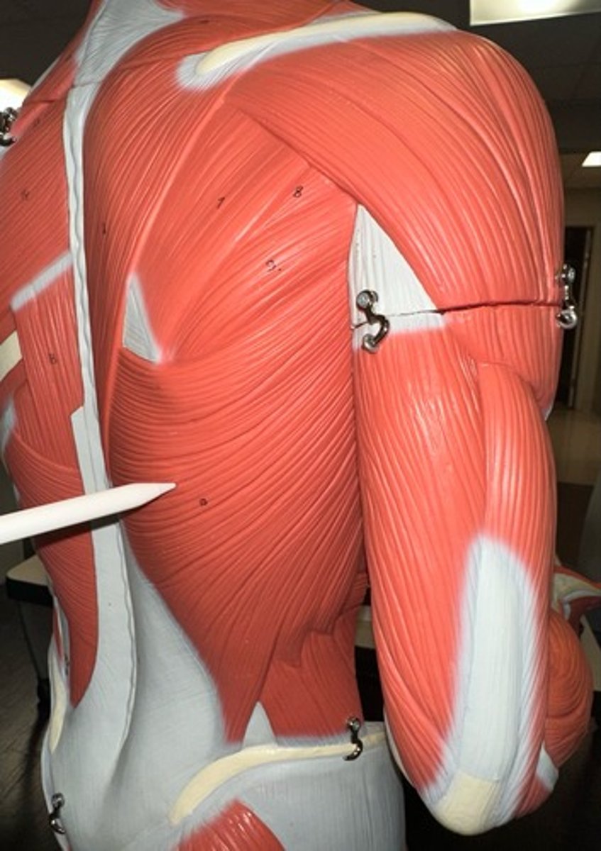 <p>What are the (4) attachments of the Latissimus Dorsi?</p>