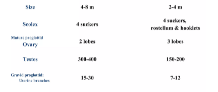 <p>What does the left side describe? (Genus and species)</p>