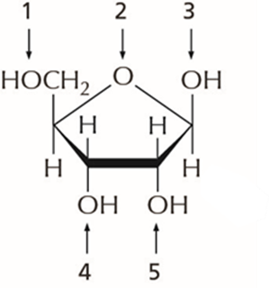 <p><span><span>The molecule shown below can be found in _______.</span></span></p>