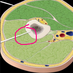 <p><span>a structure or location that is further away from the surface of the body or closer to the center of the body</span></p>