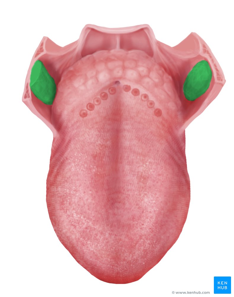 <p>The masses of lymphatic tissue located on either side of the throat, often referred to as the __, play a key role in immune response.</p>