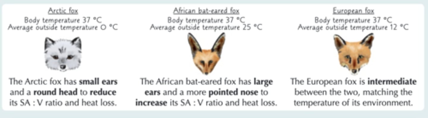 <p>The rate of heat loss from an organism depends on its surface area . If an organism has a large volume, its surface area is relatively small. This makes it harder for it to lose heat from its body.</p>