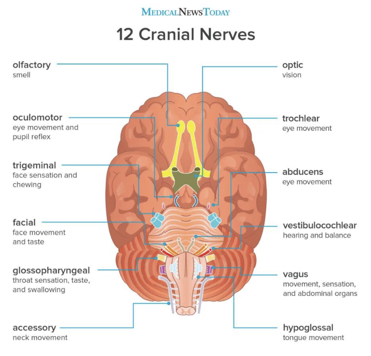 <p>Label the cranial nerves by #</p><p>1 Olfactory —> smell</p><p>2 Optic —> vision</p><p>3 Oculomotor —> eye movement & pupil reflex </p><p>4 Trochlear —> eye movement </p><p>5 Trigeminal —> face sensation & chewing</p><p>6 Abducens —> eye movement </p><p>7 Facial —> face movement and taste </p><p>8 Vestibulocochlear —> hearing and balance </p><p>9 Glossopharyngeal —> throat sensation, taste/swallow</p><p>10 Vagus —> movement, sensation, abdominal organs </p><p>MOTOR ONLY</p><p>11 Accessory —> neck movement </p><p>12 Hypoglossal —> tongue movement </p><p>Oh once one takes the anatomy final very good vacations are heavenly </p>