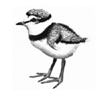 <p>pollo Nidífugo</p>