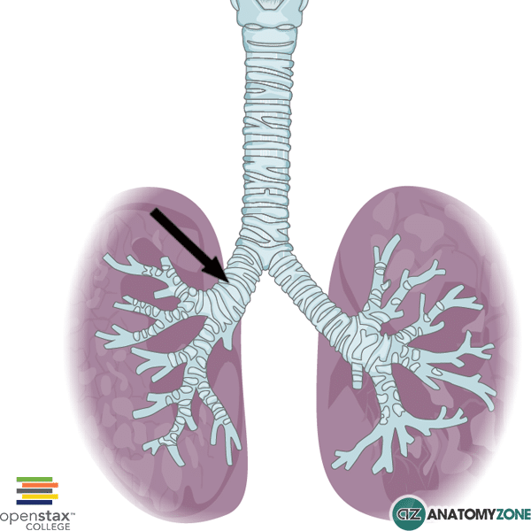 <p>the right main bronchus is shorter, wider, and more vertical than the left main bronchus (picture is of the right main bronchus)</p>
